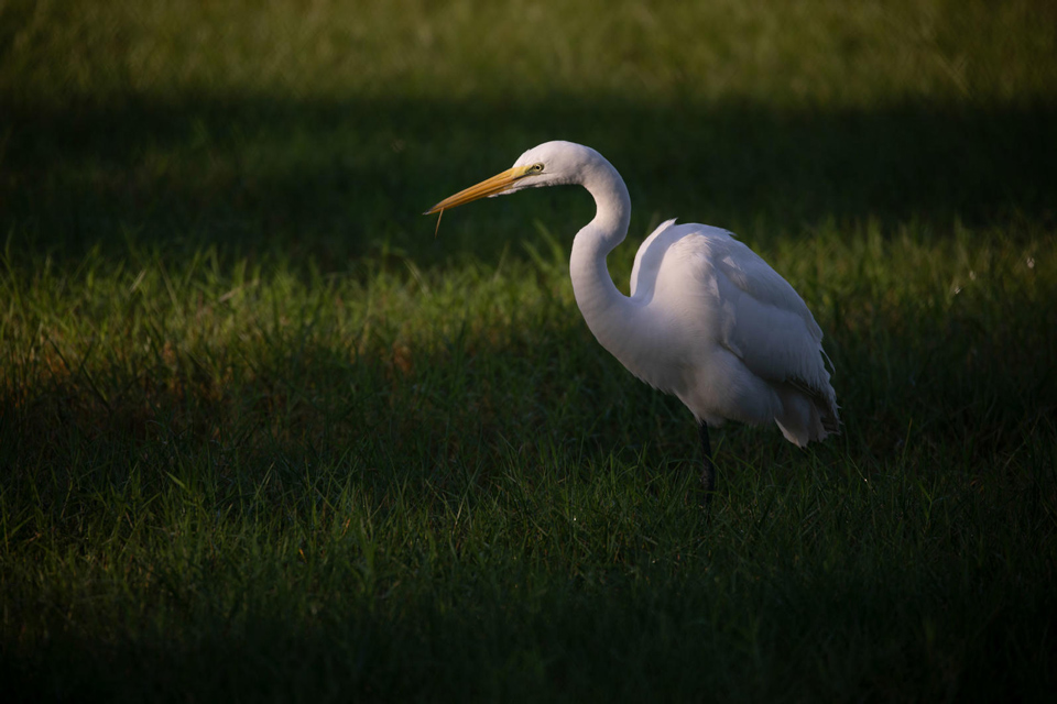 web aud key west christmas bird count 03 1 gsl photo luke franke