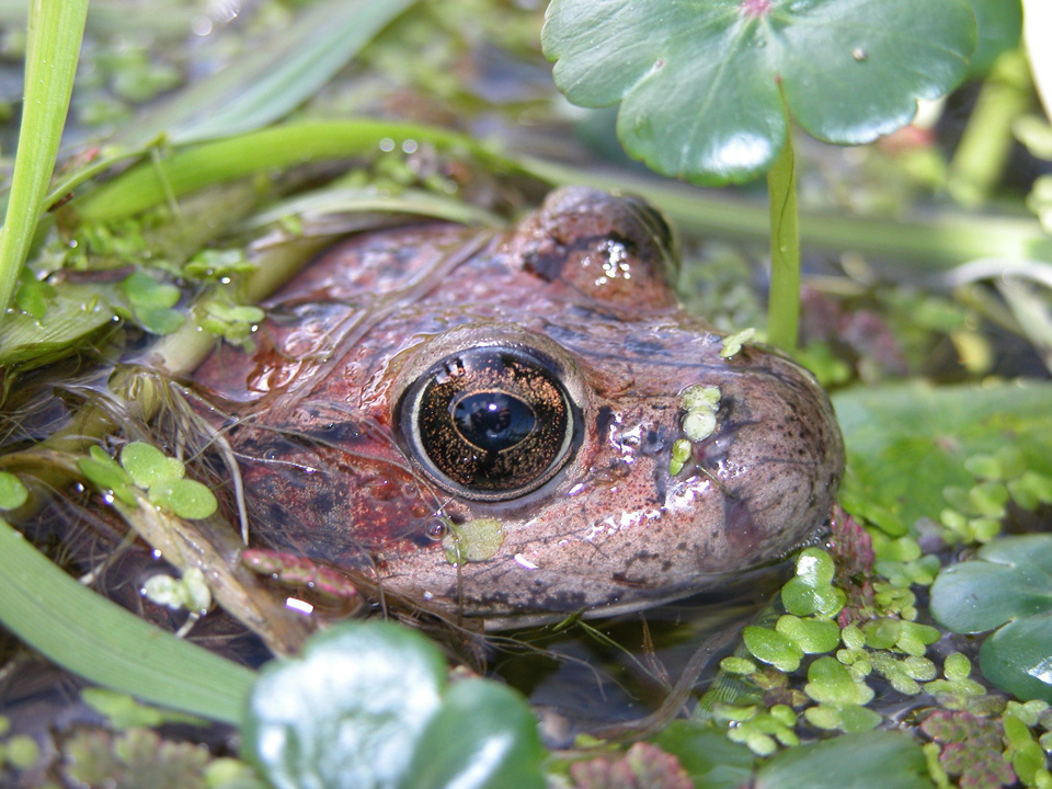 California red legged frog credit Gary Fellers USGS