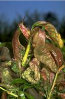 MG leaf curl 1