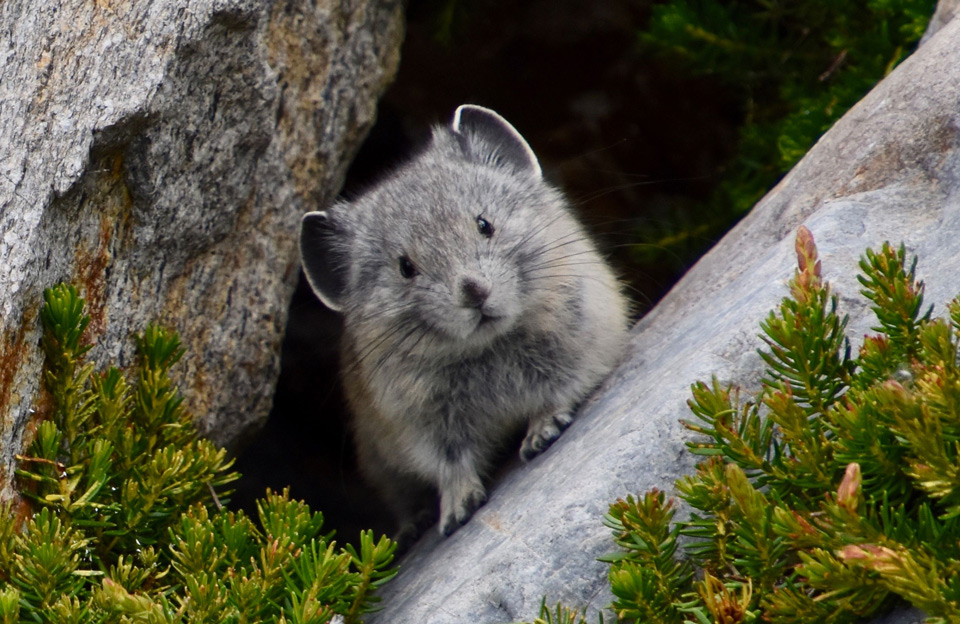 Pika BPratt 1