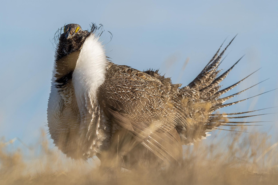 aud greater sage grouse 200408 00030 nape photo evan barrientos