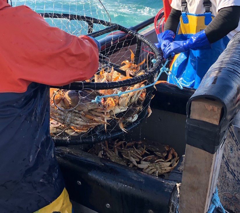 crabs credit cdfw