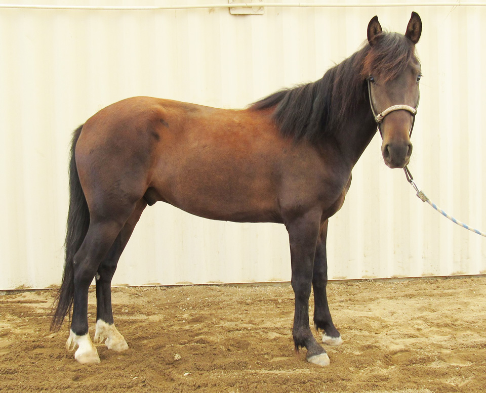 horse blm