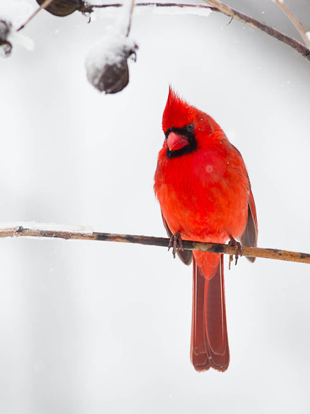 smith bks 5037 northern cardinal
