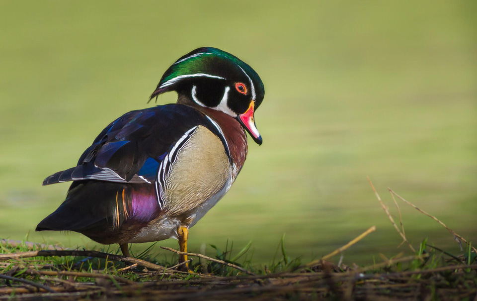 web apa 2016 wood duck jess deitz kk