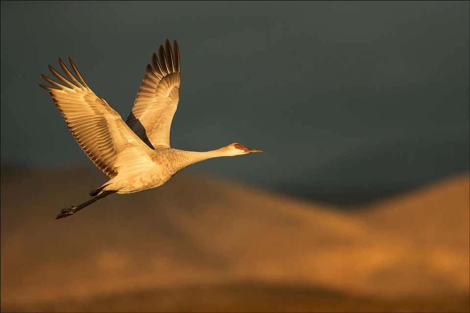 web aud apa 2019 sandhill cranes a1 10232 1 gsl photo caroline samson