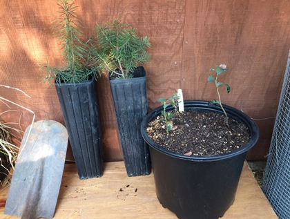 Mariposa Master Gardeners Douglas Fir Seedlings 420