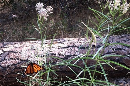 Mariposa Master Gardeners Narrowleaf Milkweed 420