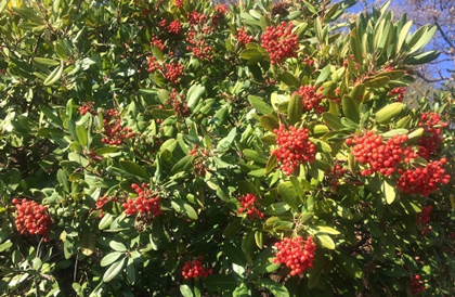 Mariposa Master Gardeners Toyon 420
