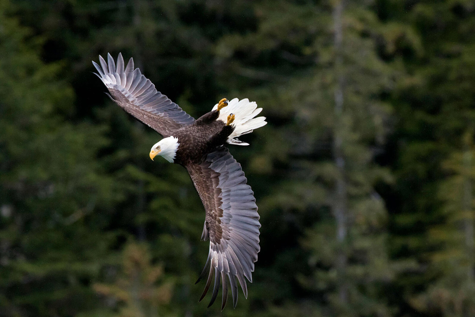 web apa 2017 bald eagle a1 4766 1 howard arndt kk