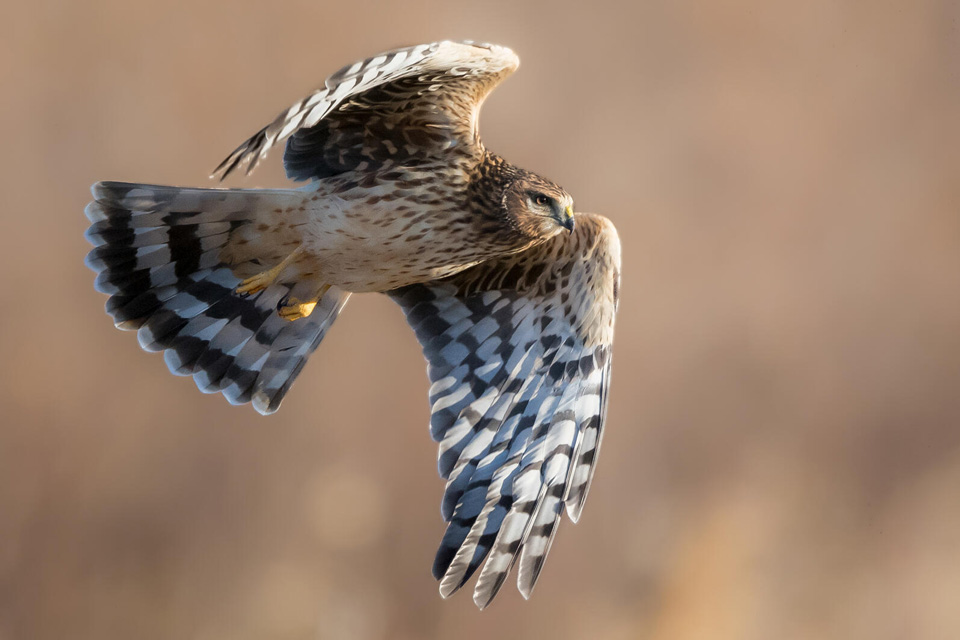 web aud apa 2019 northern harrier p1 7770 18 ts photo joe gliozzo