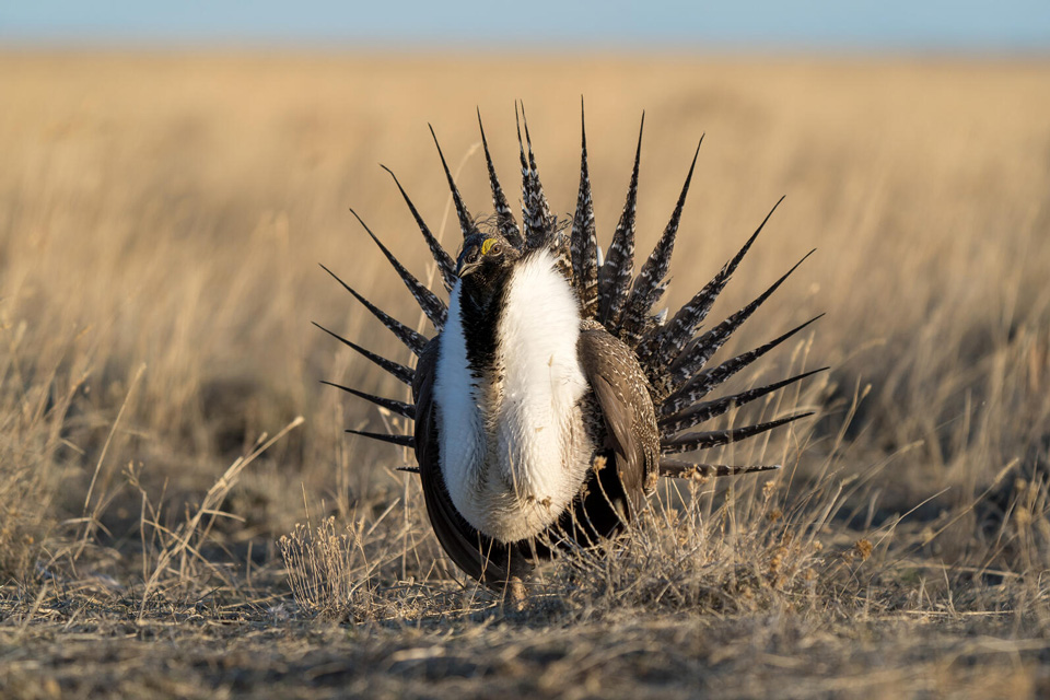 web aud greater sage grouse 200408 09501 nape photo evan barrientos