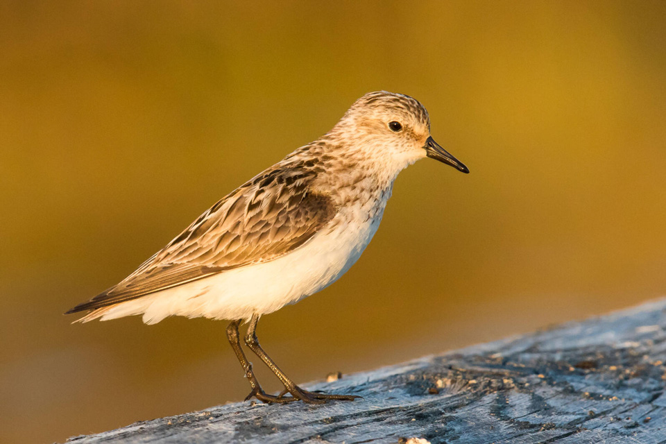 web semipalmated sandpiper 5 mickthompson