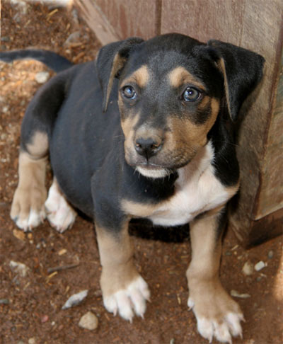 puppy 11 credit sierra sun times linda gast