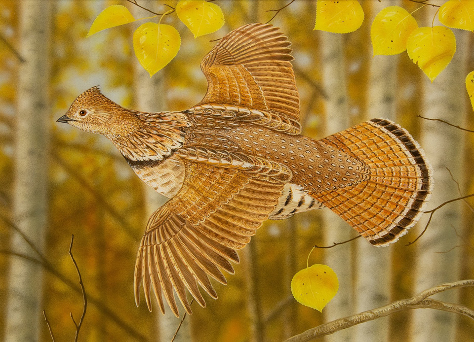 2019 ruffed grouse jeffrey klinefelter
