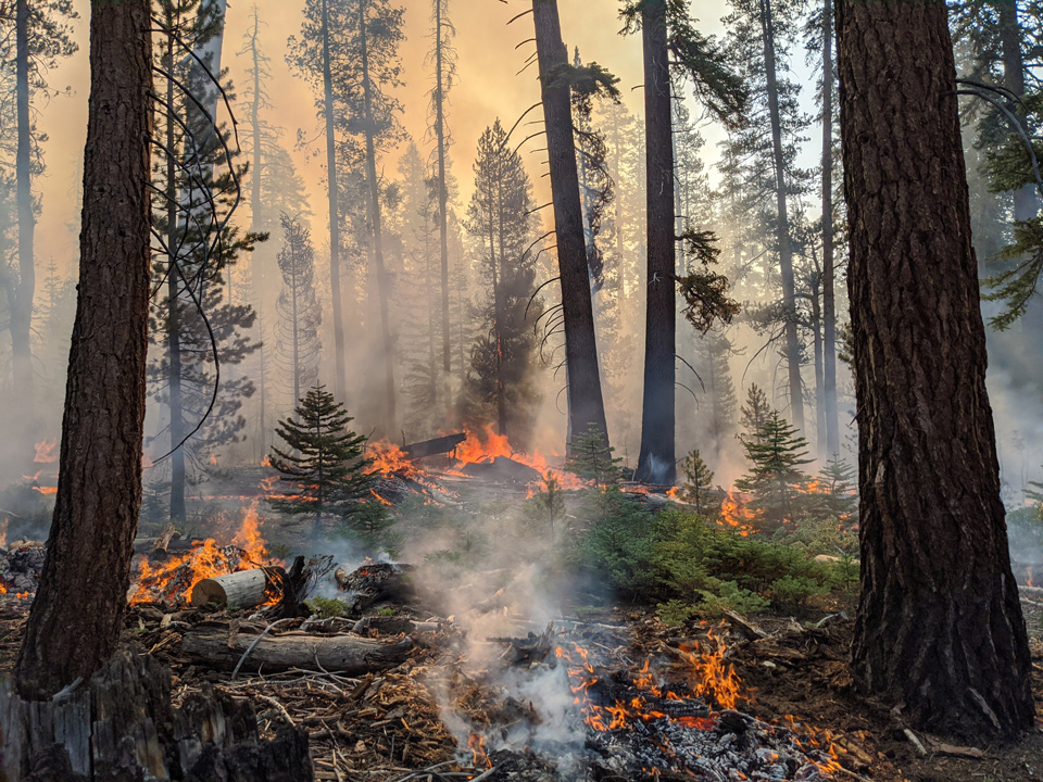 Moraine Fire SEKI NPS ENauert