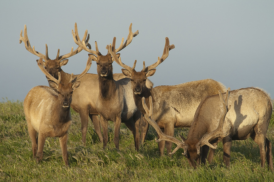 Tule Elk Katie Booth NPS FPWC