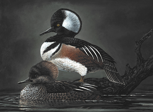 First Place McMullen copyright USFWS 580