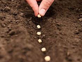 MMG Direct Seeding
