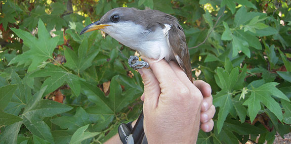 Yellow billedCuckoo MarkDettling PointBlueConservationScience