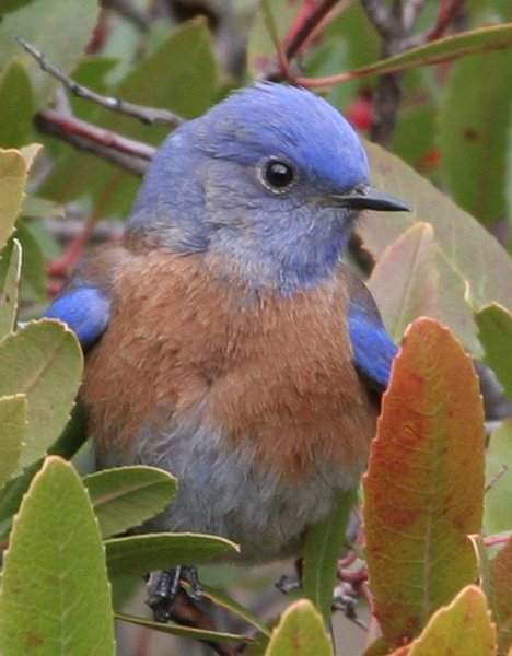 bluebird IMG 8884aweb credit linda gast sierra sun times