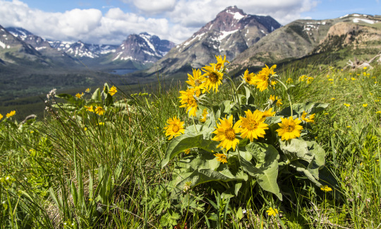 glacier national park medicine valley nps jacob w frank