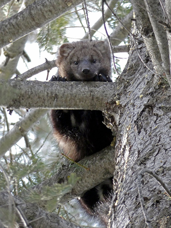 yosemite Fisher in Conifer Courtesy of NPS