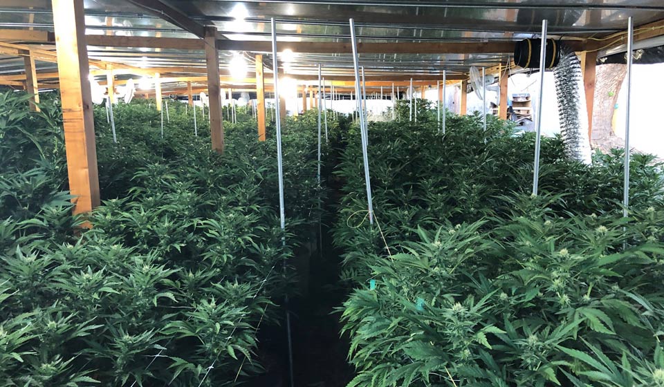 MCSO marijuana 1