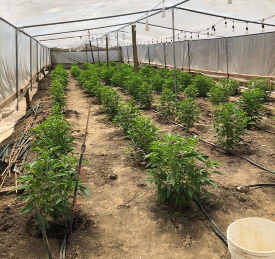 MCSO marijuana 4