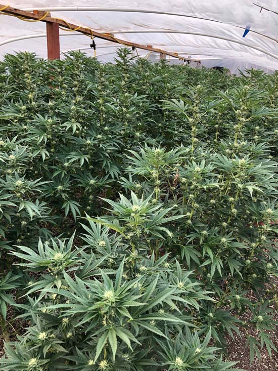 MCSO marijuana 5