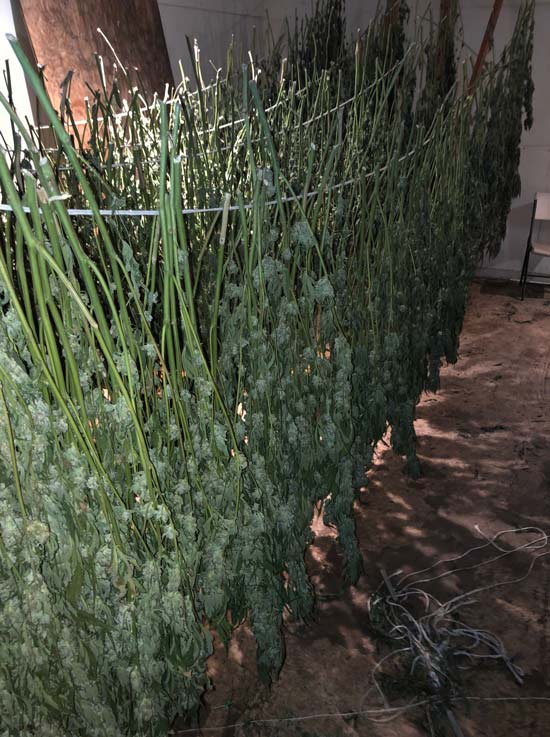 MCSO marijuana 6