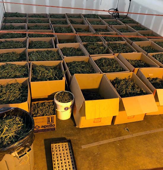 MCSO marijuana 7