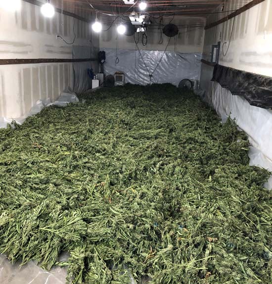 MCSO marijuana 8