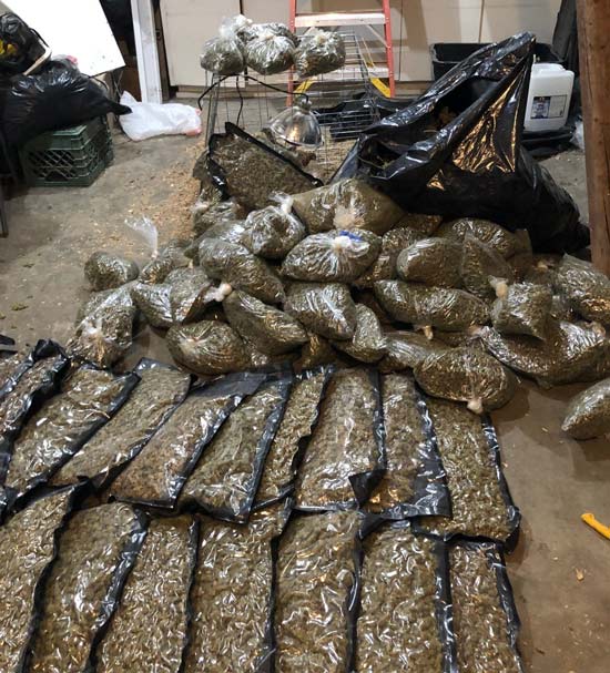 MCSO marijuana 9