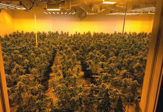 MPD grow