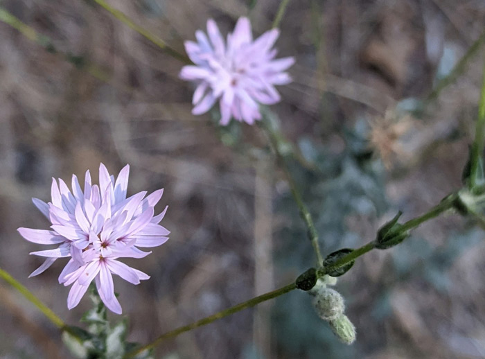 YNP Sierra Lessingia