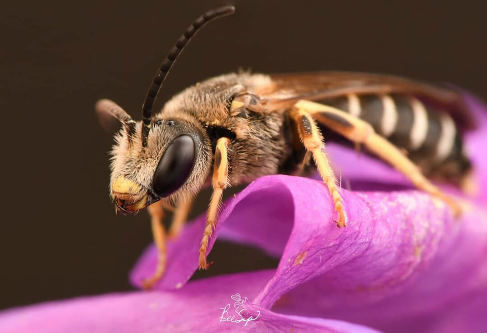 bee1