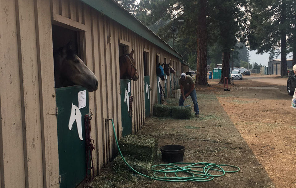 dixie horses