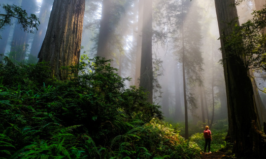 redwood n and state parks sam jezak ste