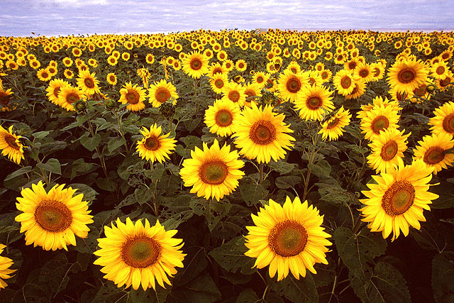 sunflowers