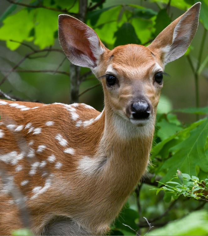 white tailed deer credit ohio dnr