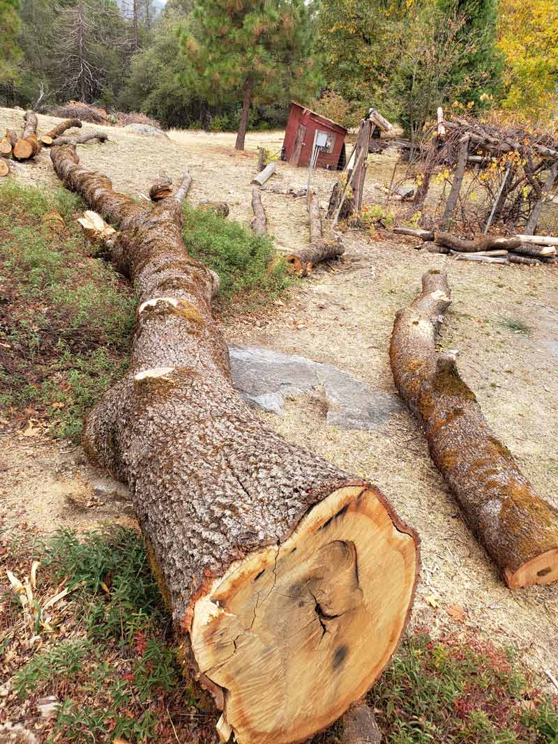 Black oak wood