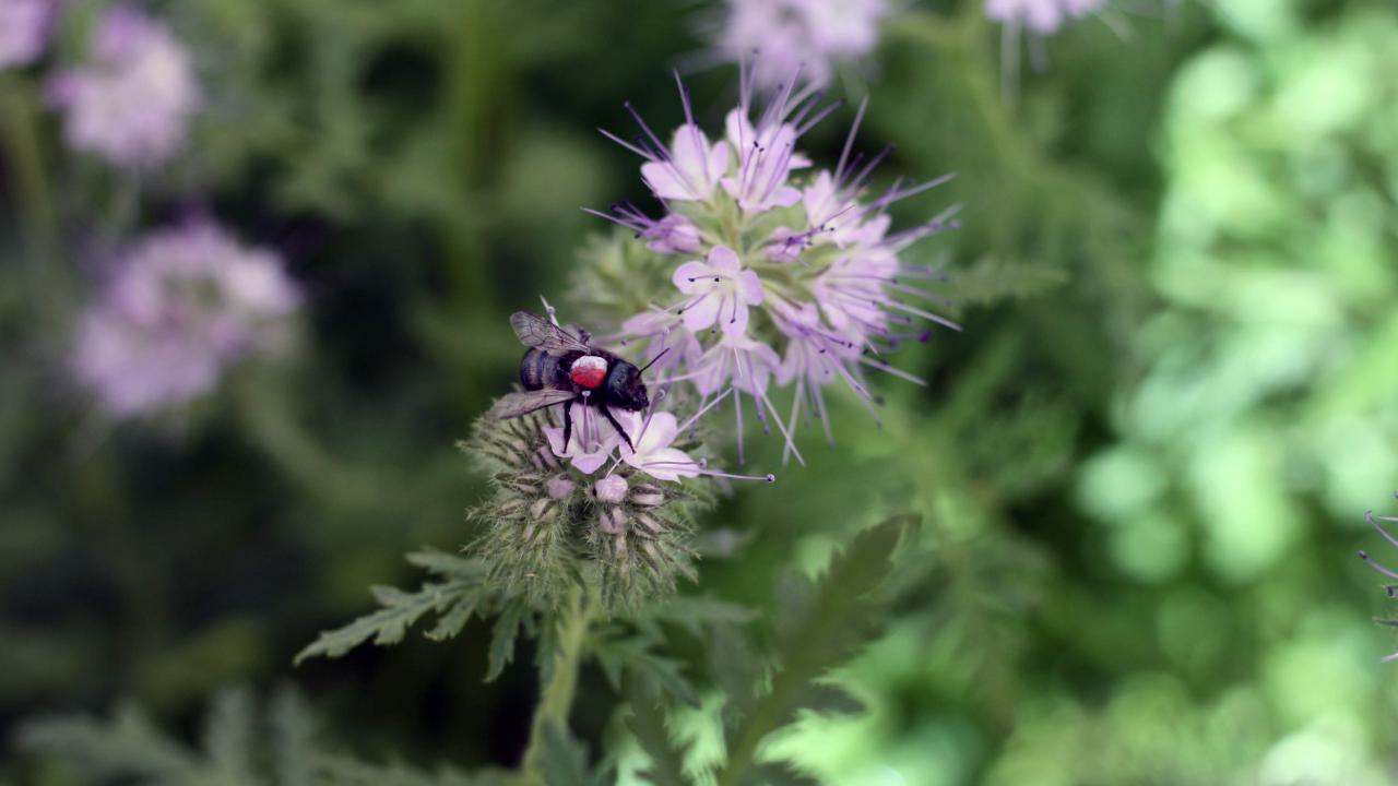 Osmia and phacelia 0