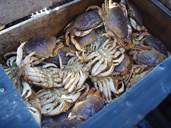 bodegadcrab