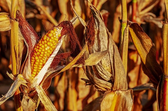 corn on the cob g526c10466 640