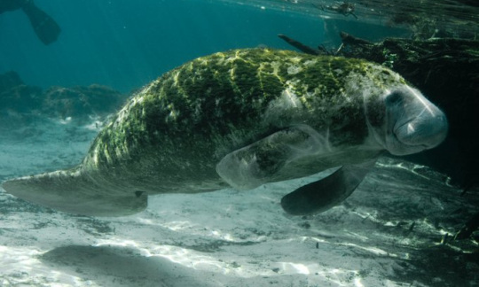 manatee