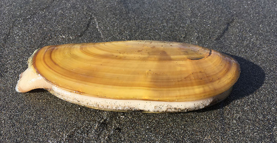 razor clam cdfw
