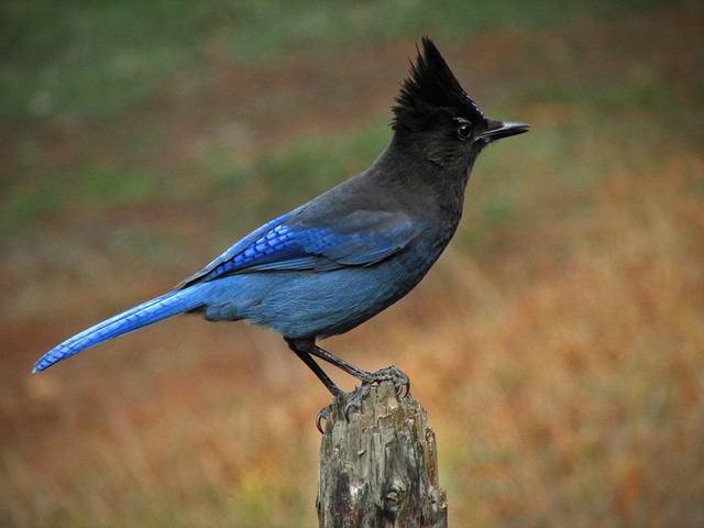 stellers jay g041df81af 640