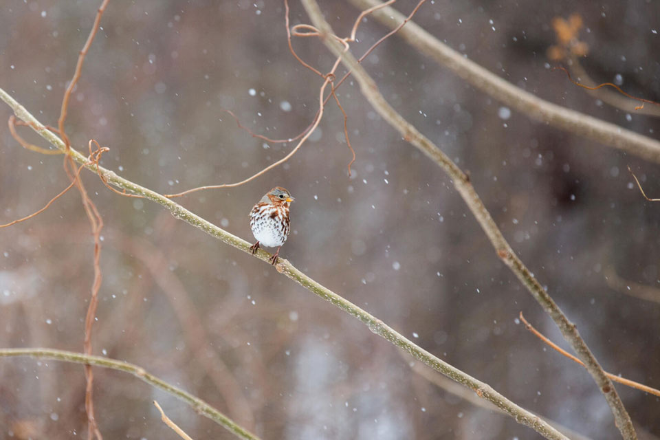 web aud cbc fox sparrow 201220 17 nape photo luke franke 0
