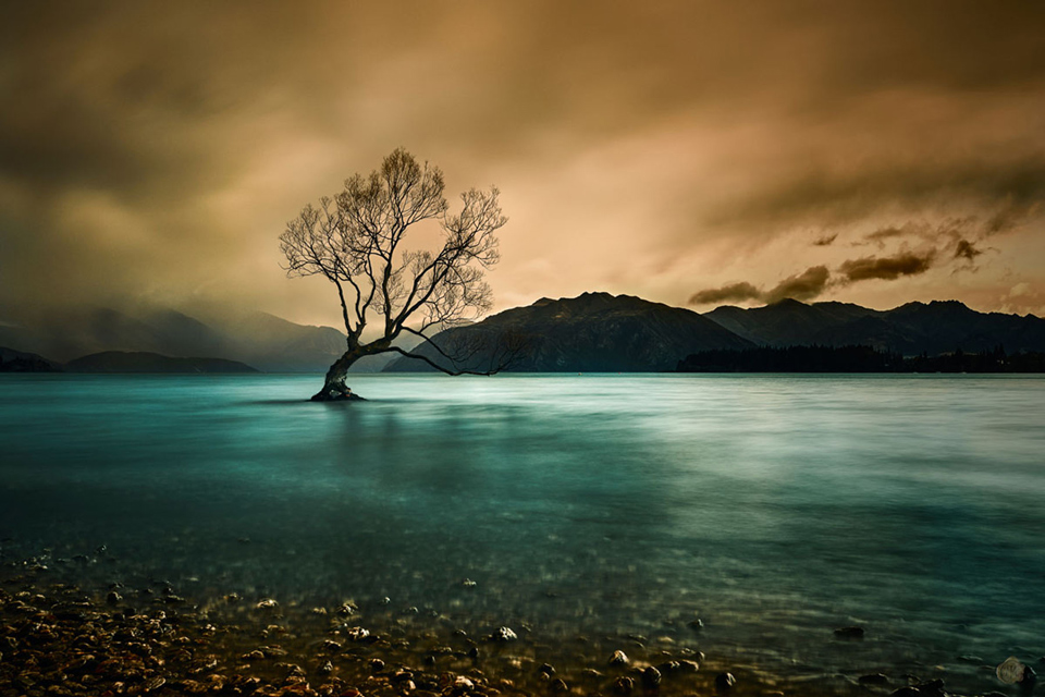 MPC Wanaka Tree